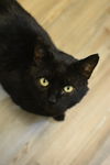 adoptable Cat in , QC named Tangkoko