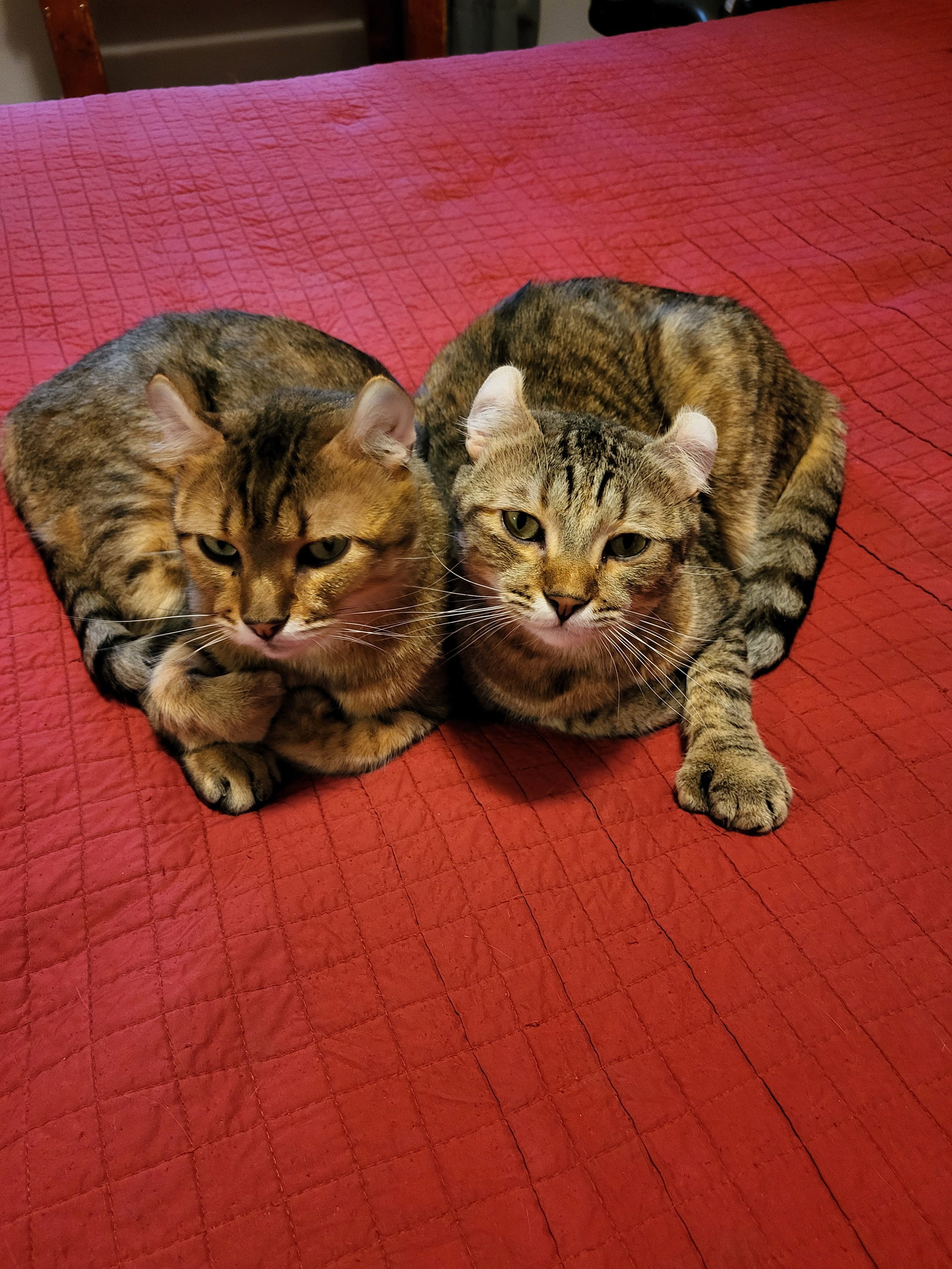 Adopted Cats: Heartwarming Stories and Essential Care Tips