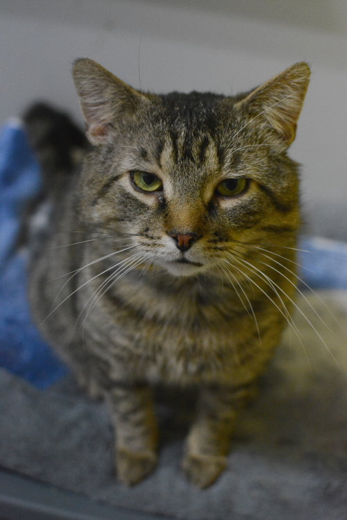 PRUNEAU - Domestic Short Hair available for adoption