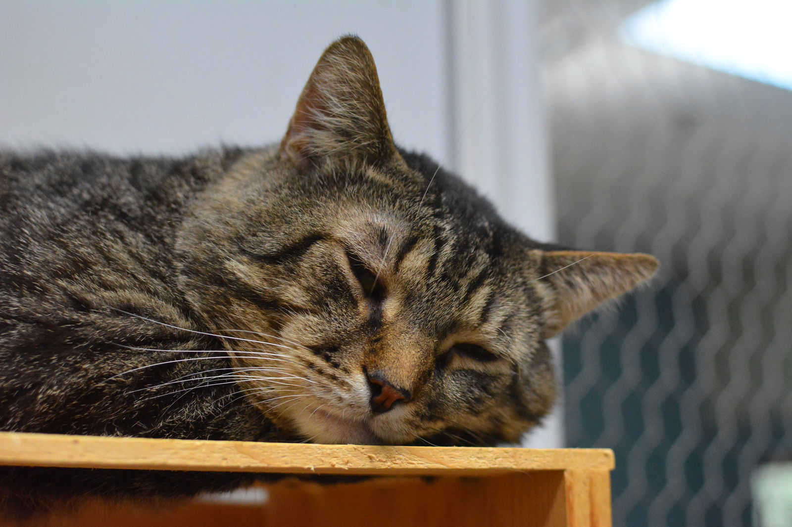 adoptable Cat in Montreal, QC named Pruneau
