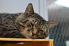 adoptable Cat in , QC named Pruneau
