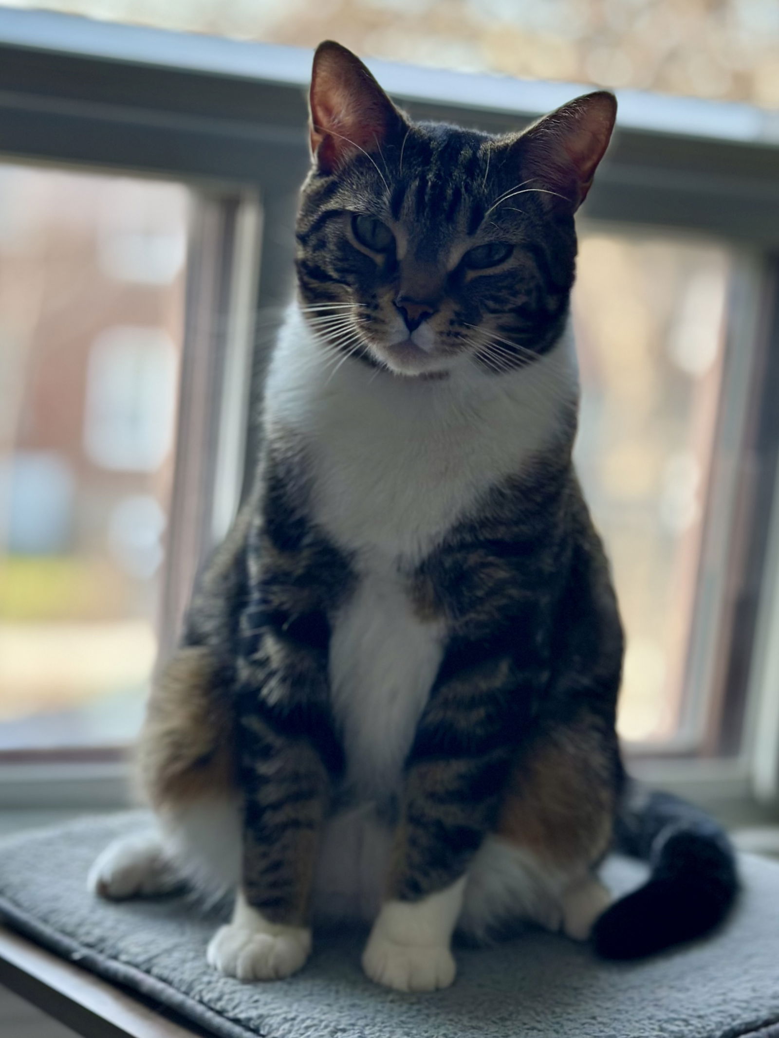 adoptable Cat in Montreal, QC named Miso