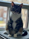 adoptable Cat in , QC named Miso