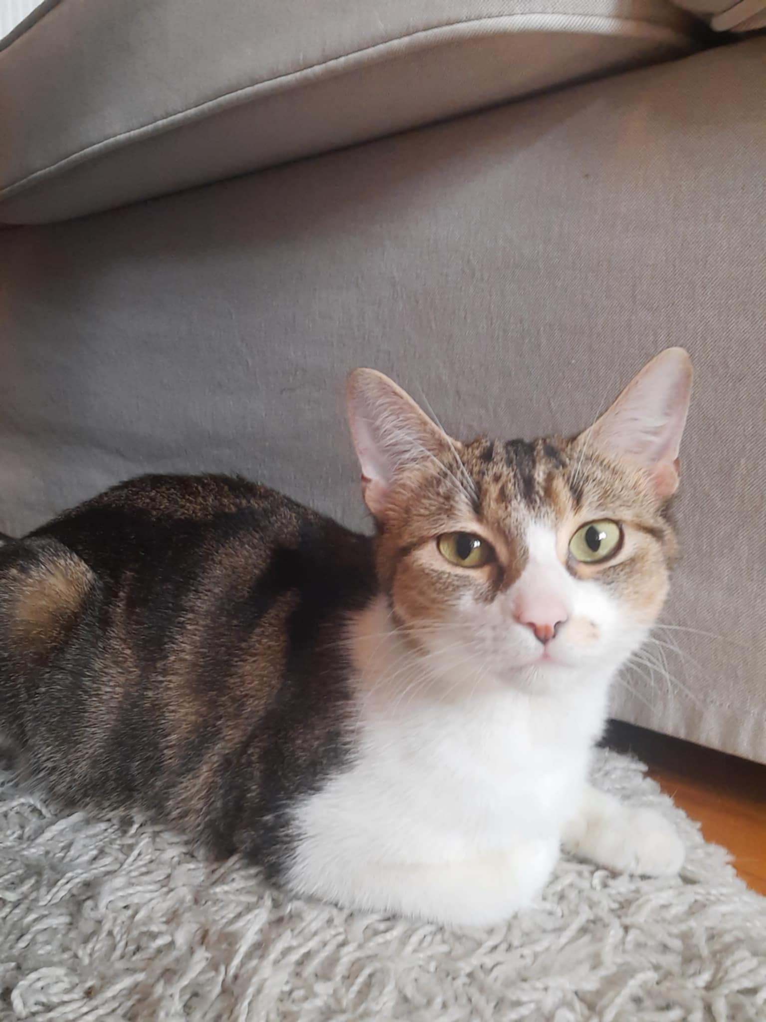 adoptable Cat in Montreal, QC named Fanette