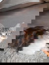 adoptable Cat in , QC named Fanette
