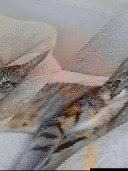 Grimpette