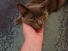 adoptable Cat in , QC named Haiiro