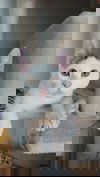Gaspard