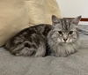 adoptable Cat in  named Lauraine