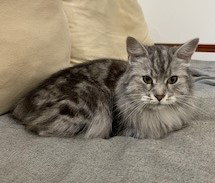 LAURAINE - Domestic Long Hair available for adoption