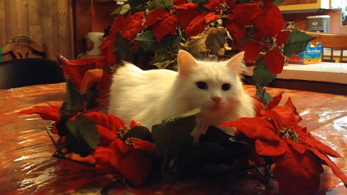 MISSY - Domestic Long Hair available for adoption