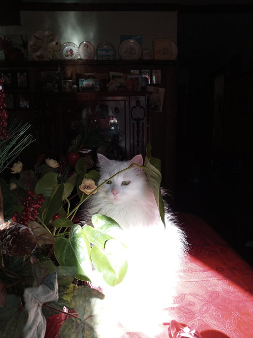 MISSY - Domestic Long Hair available for adoption