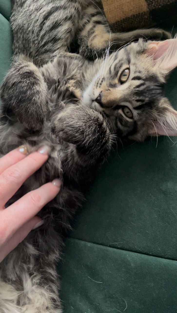 adoptable Cat in Montreal, QC named Barry