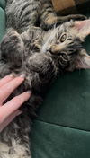 adoptable Cat in  named Barry