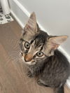 adoptable Cat in  named Misha