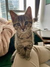 adoptable Cat in  named Jude