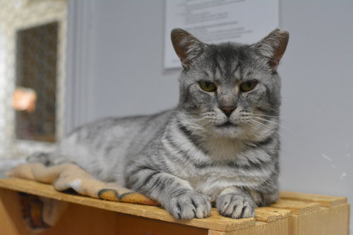 GALOPIN - Domestic Short Hair available for adoption