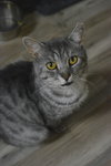 Galopin - Photo 2