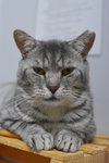 Galopin - Photo 3