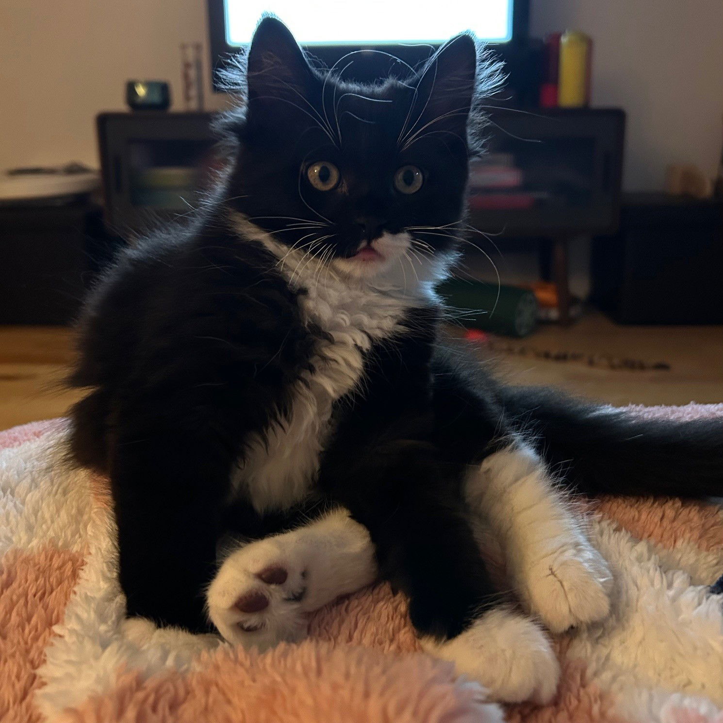 adoptable Cat in Montreal, QC named Gucci