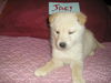 Jacy