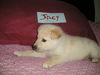 Jacy
