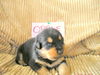 Opale