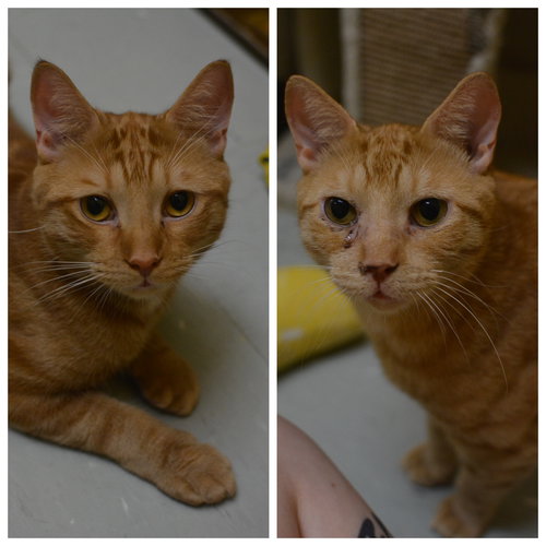 Félix & Wiwi, an adoptable Domestic Short Hair in Montreal, QC