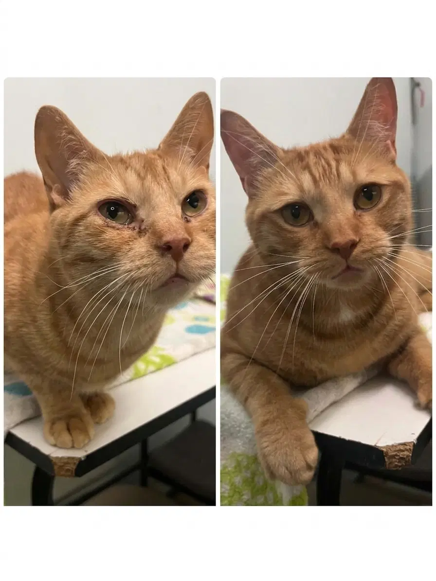Flix  Wiwi - Domestic Short Hair