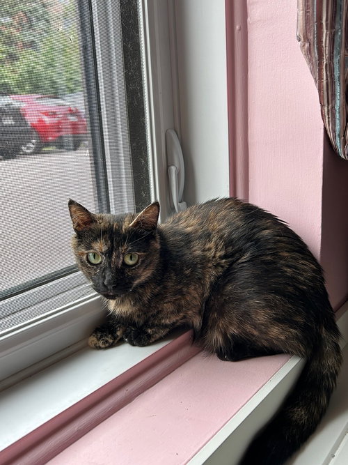 LAGERTHA - Domestic Short Hair available for adoption