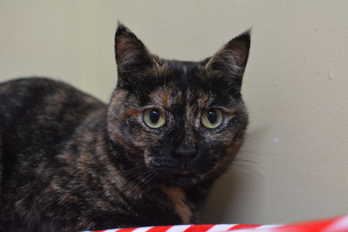 LAGERTHA - Domestic Short Hair available for adoption