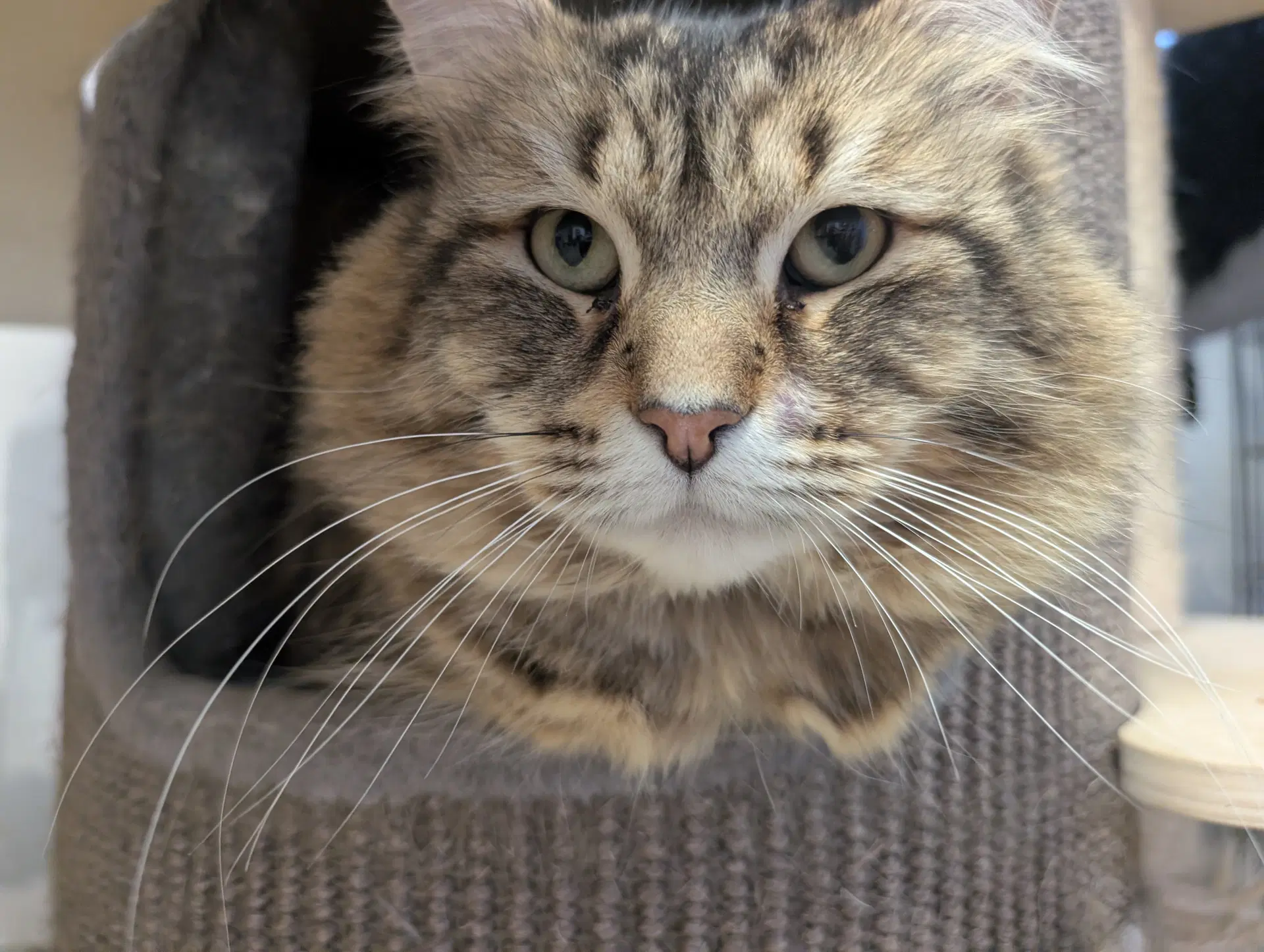 Carter - Domestic Medium Hair