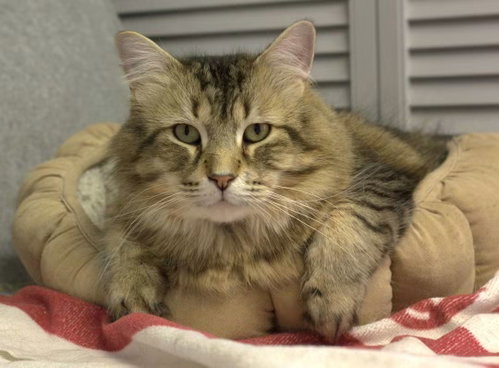 Carter, a cat for adoption from Animal Rescue Network / Reseau Secours Animal