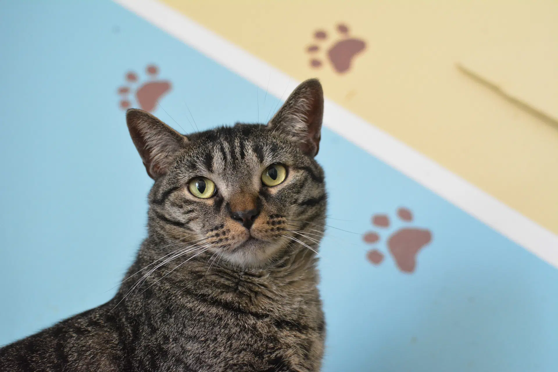 Anoki - Domestic Short Hair
