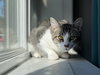 Bulle - Photo 2