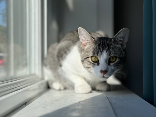 BULLE - Domestic Short Hair available for adoption