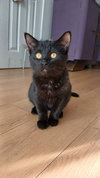 Soya - Photo 3
