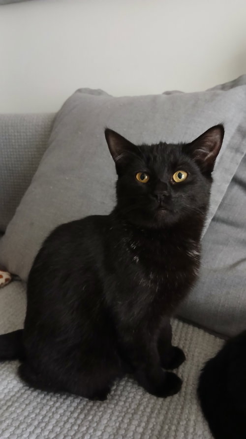 SOYA - Domestic Short Hair available for adoption