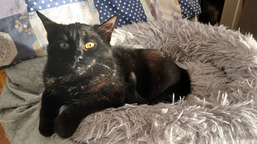 SOYA - Domestic Short Hair available for adoption