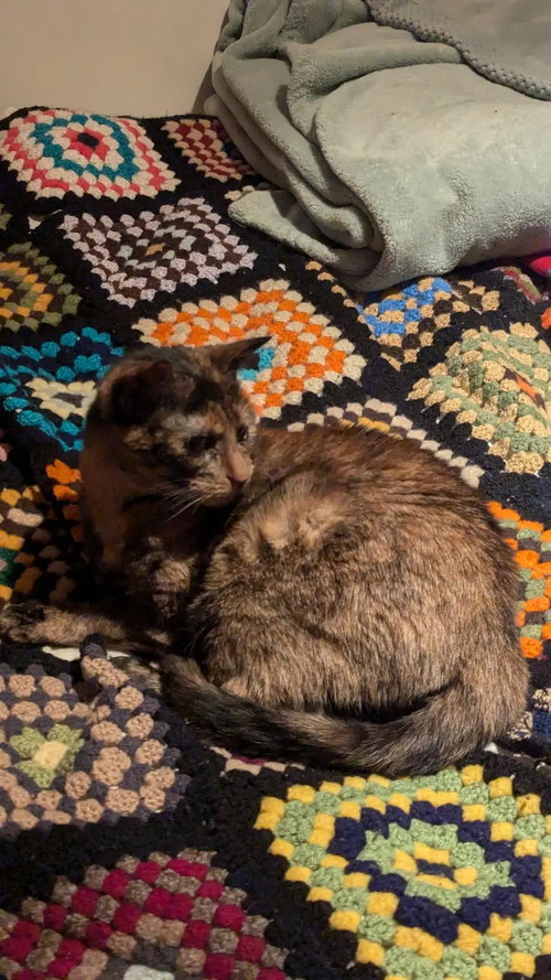 ÉCLIPSE - Domestic Short Hair available for adoption