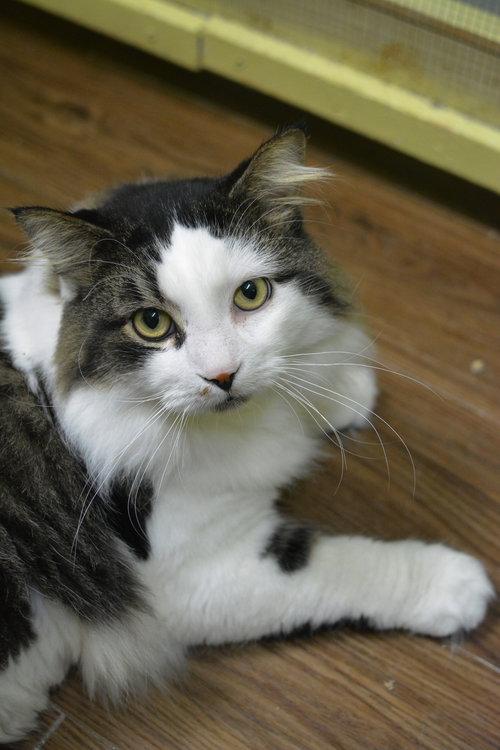 JEANNOT - Domestic Long Hair available for adoption