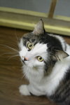 Jeannot - Photo 2