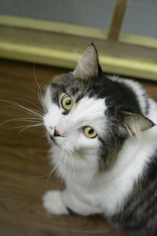 JEANNOT - Domestic Long Hair available for adoption