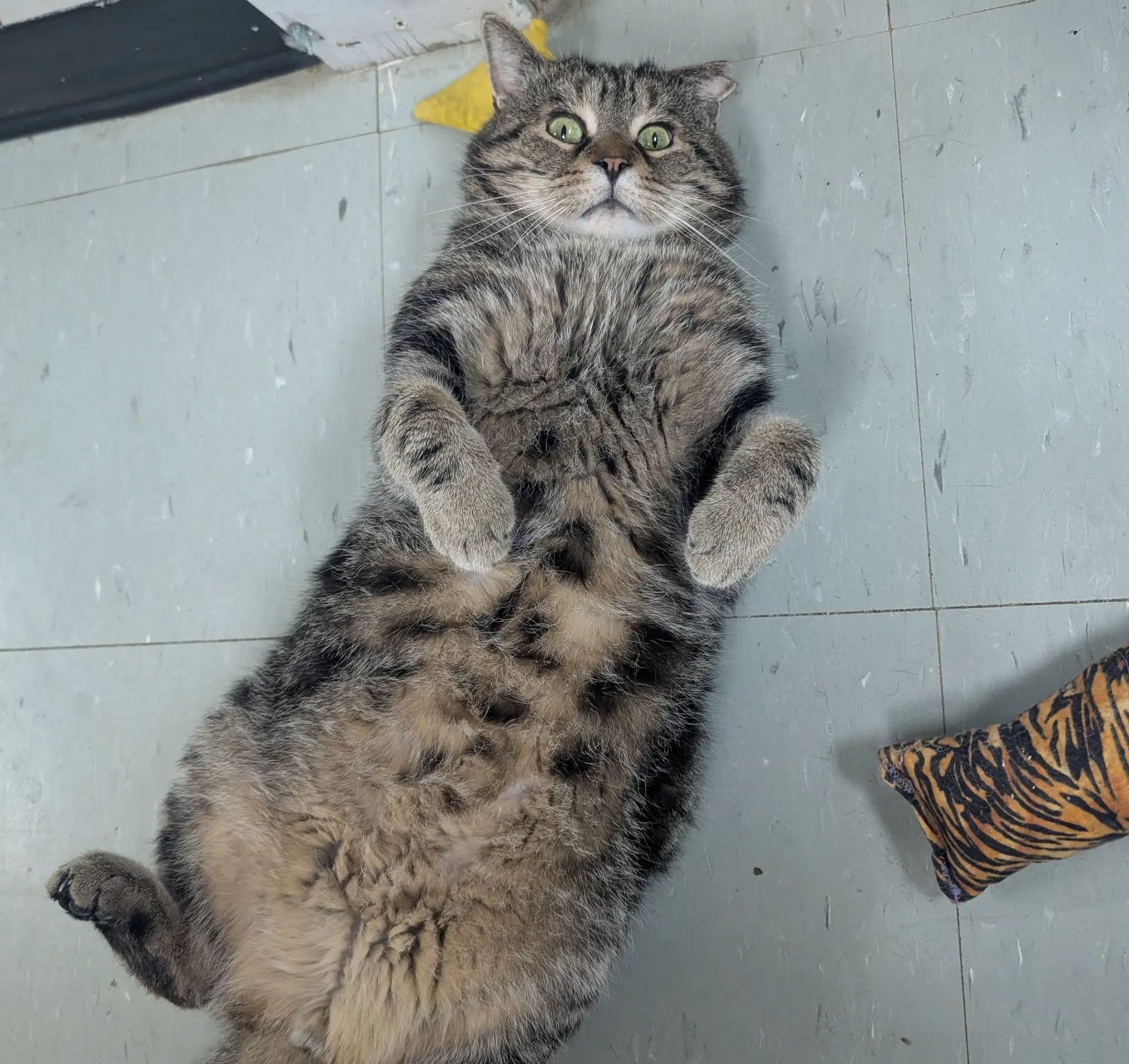 Richie - Domestic Short Hair