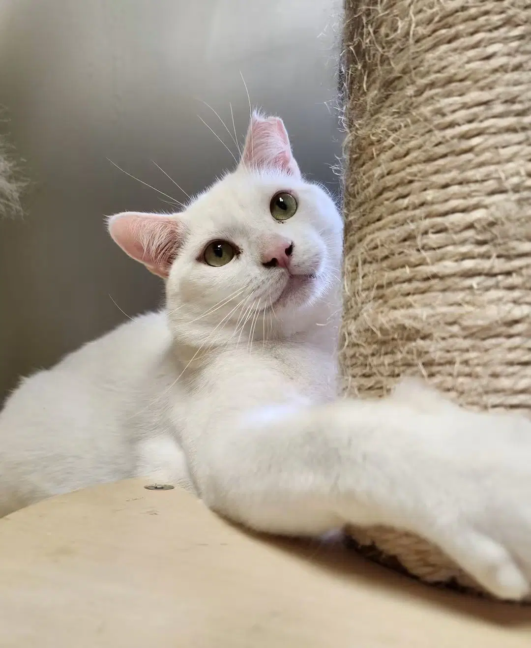 Nv - Domestic Short Hair
