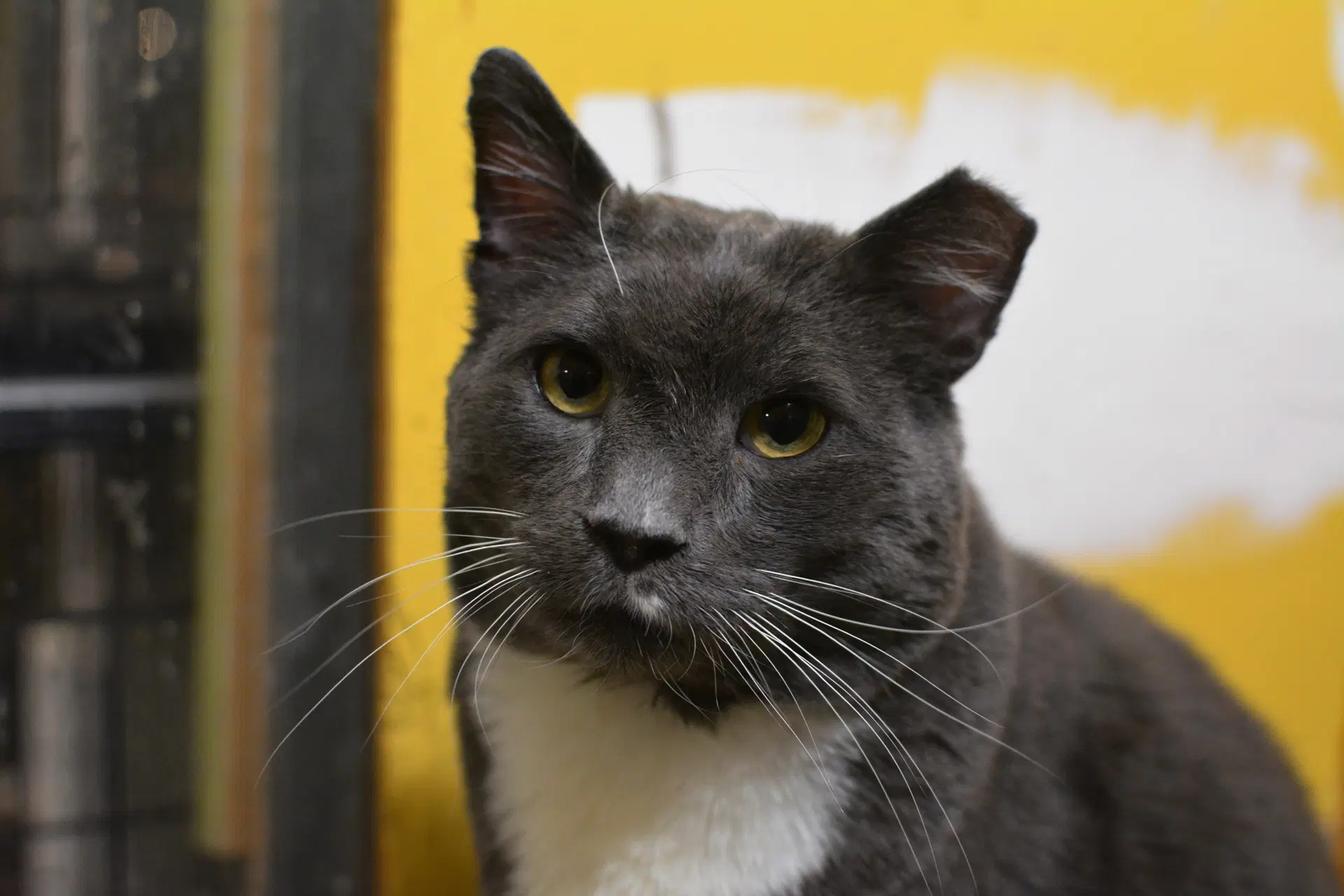 Ozzy - Domestic Short Hair