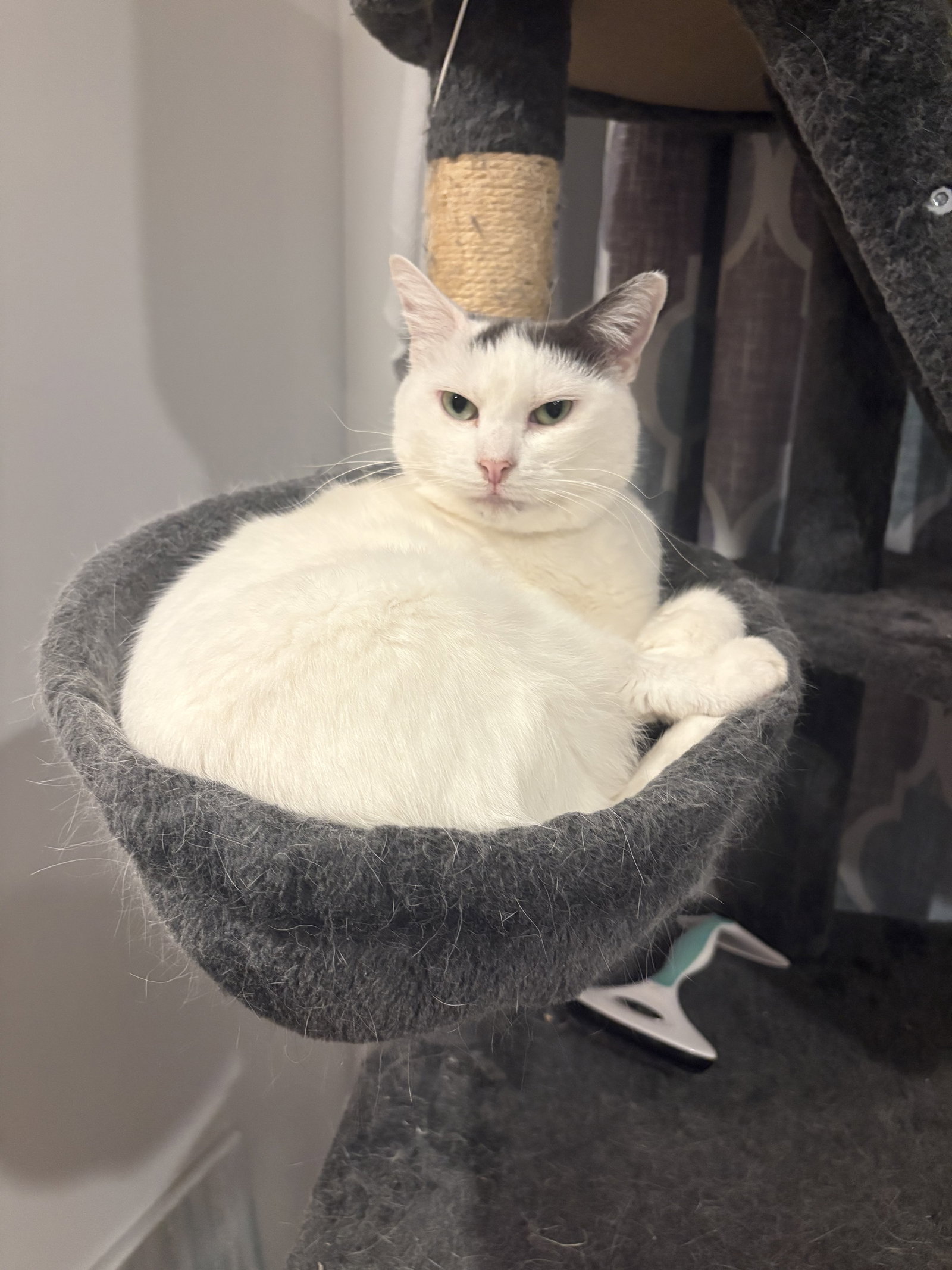 Poupette Image