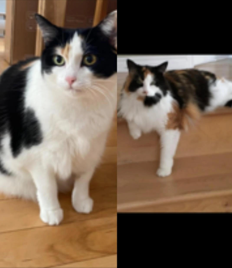 Chloe & Sydney Image
