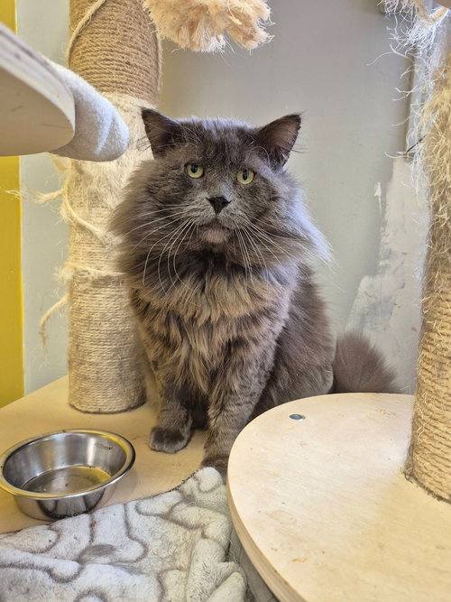 Picatsso, an adoptable Domestic Long Hair in Montreal, QC