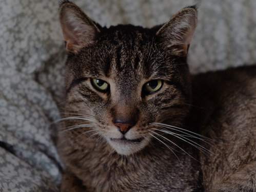 Tobi, Adult Domestic Short Hair (short coat), cat for adoption in Montreal, QC